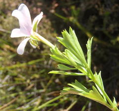 Pelargonium ternatum