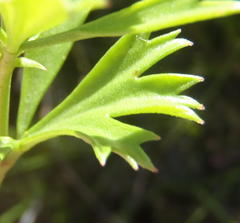 Pelargonium ternatum