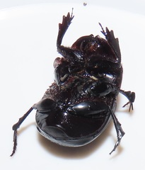 Metacatharsius opacus