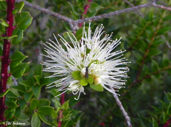 Metrosideros stipularis