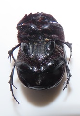 Metacatharsius opacus