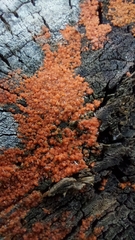 Bionectriaceae