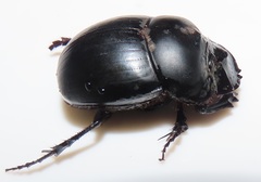 Metacatharsius opacus