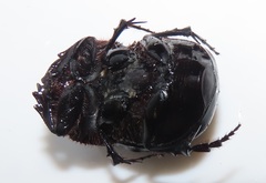 Metacatharsius opacus