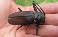 Macrotoma natala