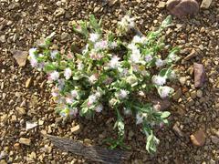 Helichrysum candolleanum