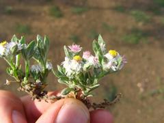 Helichrysum candolleanum