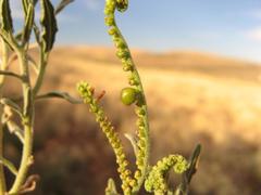 Heliotropium ciliatum