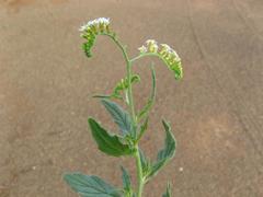 Heliotropium ciliatum