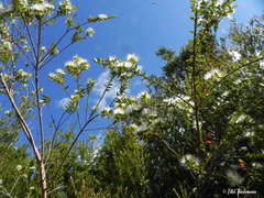 Metrosideros stipularis