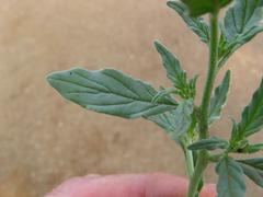 Heliotropium ciliatum