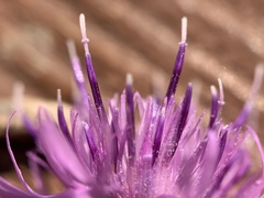Centaurea