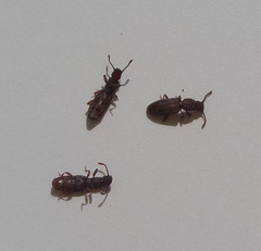 Oryzaephilus surinamensis