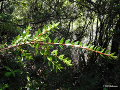 Metrosideros stipularis