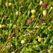 Fine Marsh Buttons - Photo (c) Richard Adcock, some rights reserved (CC BY-NC), uploaded by Richard Adcock