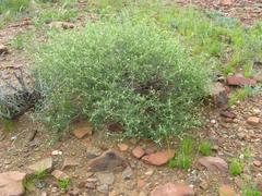 Euploca rariflora hereroensis