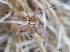 Oxyopes jacksoni