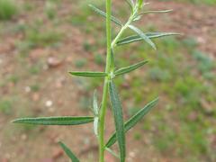 Euploca rariflora hereroensis