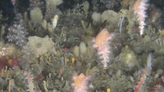 Lithochela conica