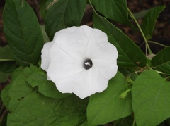 Ipomoea scopulorum