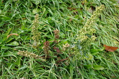 Rumex crispus