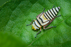 Agrosoma placetis