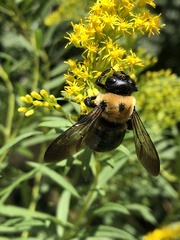 Xylocopa virginica