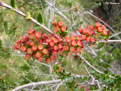 Metrosideros stipularis