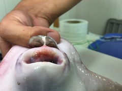 Myliobatis chilensis