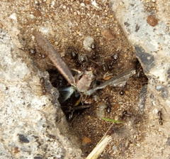 Anoplolepis steingroeveri