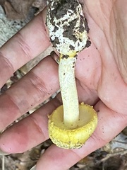 Amanita levistriata