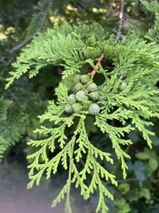 Chamaecyparis obtusa