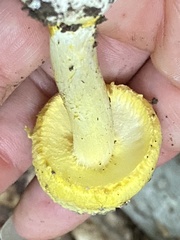 Amanita levistriata