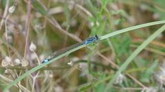 Ischnura elegans