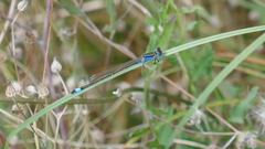 Ischnura elegans