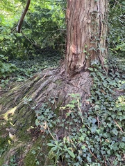 Chamaecyparis obtusa