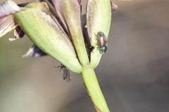 Urodontinae