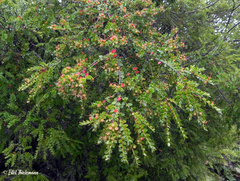 Metrosideros stipularis