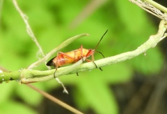 Oncopeltus guttaloides