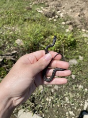 Nerodia sipedon