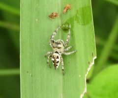 Dendryphantes zygoballoides