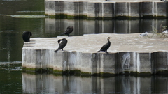 Phalacrocorax carbo