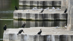 Phalacrocorax carbo