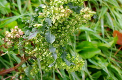 Rumex crispus