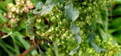 Rumex crispus
