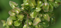 Rumex crispus