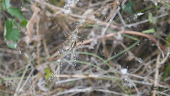 Argiope bruennichi