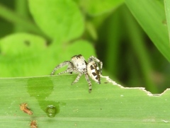 Dendryphantes zygoballoides