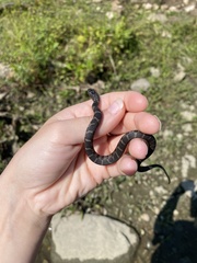 Nerodia sipedon