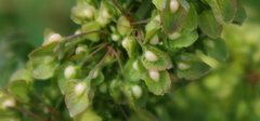 Rumex crispus